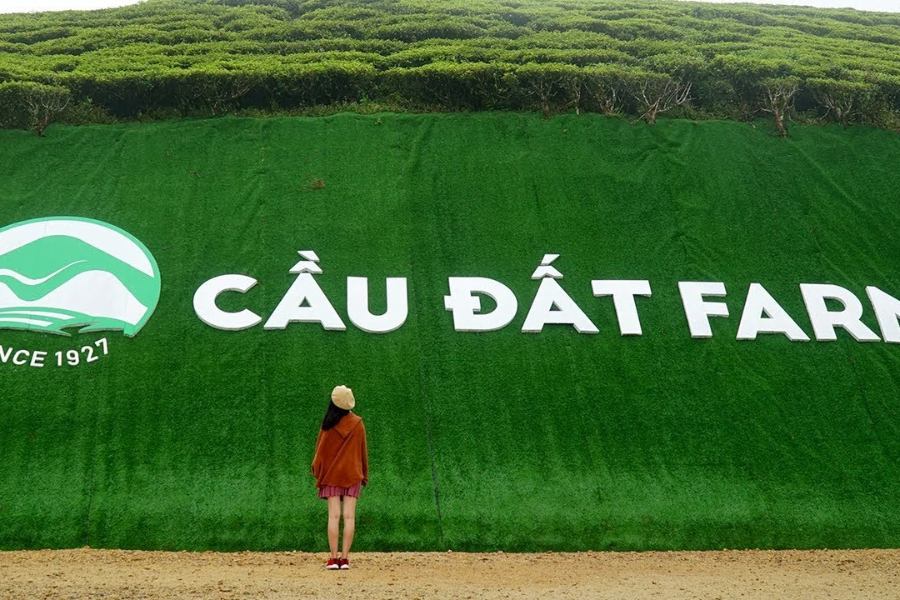 Đồi chè Cầu Đất farm Đà Lạt